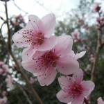 peach-tree-branch-flower