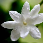 chinese-tea-jasmine-flower--jpg