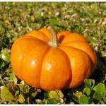 pumpkin-8437